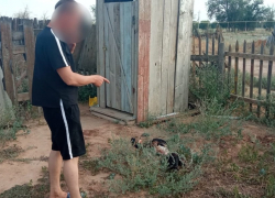 В Астрахани мужчина украл соседскую овцу и убил ее