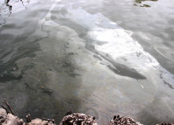 В акватории Волги в Астрахани обнаружено большое маслянистое пятно