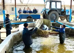 В Астраханской области начали доить очень ценных рыб