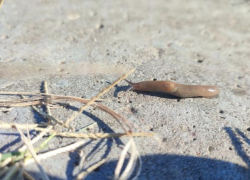 В Астраханской области стали замечать необычных живых существ: кто они