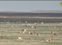 Одни из самых редких животных привели свое потомство в Астраханскую область