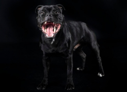 Статистика от Роспотребнадзора: сколько астраханцев укусили собаки в 2022 году?