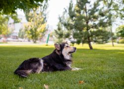 В астраханском селе обнаружили очаг бешенства 