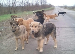 В Астрахани на трехлетнюю девочку напали собаки