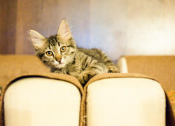 Жить дружно не получилось: астраханку осудили за убийство котёнка на глазах сына 