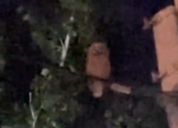 В Астрахани поселилась птица, предвещающая беду