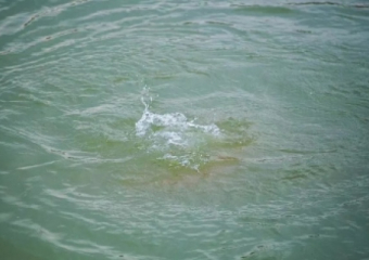 В Астрахани напротив Гранд отеля всплыл труп мужчины