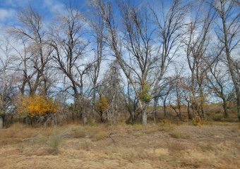 В Астраханской области нашли птицу, которая своими усами любому утрет нос