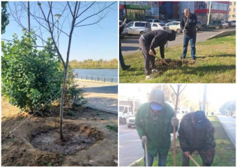 За два дня в парках Астрахани высадили полтысячи кустарников и деревьев