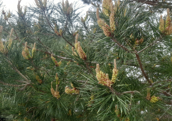 Прогноз погоды, именины, праздники в Астрахани в понедельник 1 мая