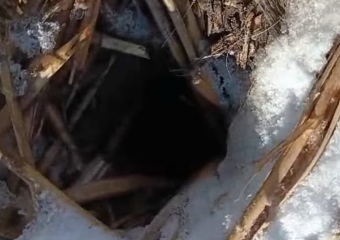 В Астраханской области из-под земли выпрыгнуло нечто пушистое и с зубами