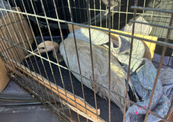 Житель Астраханской области спас краснокнижную птицу от разъярённых собак