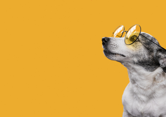 Астраханцы собираются поддержать гуманную эвтаназию бездомных собак