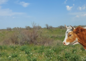 В Астраханской области мужчина увел корову из кустов: голову и копыта выбросил
