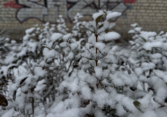 В Астраханской области местами ожидают заморозки