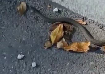 Что за змеи выползли на астраханские улицы