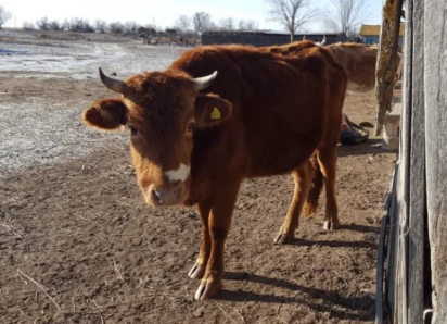 В Астраханской области будут отлавливать гуляющих без надзора коров