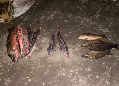 Астраханский суд приговорил браконьера к исправительным работам