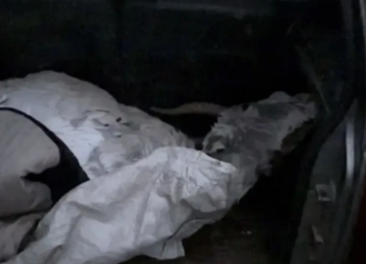 В машине астраханского пенсионера обнаружилась тушка редкого животного