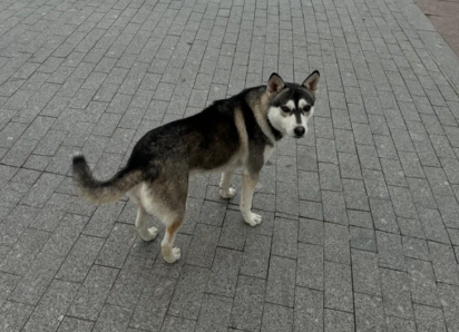 Подсчитано: в Астрахани и Приволжском районе стало меньше бродячих собак