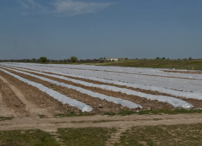 Беспилотники выявили карантинные растения на полях в Астраханской области