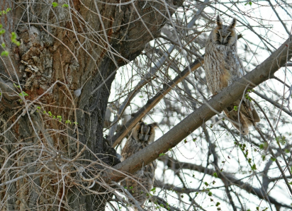 В чем ушастые совы всех обманывали в Астраханской области