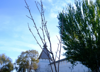 У стен Астраханского кремля высадили деревья, знаменитые своим цветением