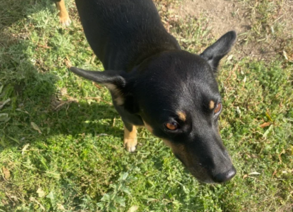 Астраханцев, мешающих отлову агрессивных собак, будут штрафовать