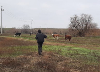 На астраханца составили протокол за выгул коров в лесу