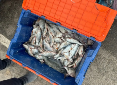 Астраханская полиция сообщила о первых фактах незаконного оборота рыбы