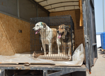 Астраханские бездомные собаки пользуются спросом у москвичей
