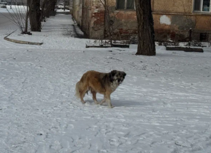 Суд отклонил жалобы астраханских защитников на эвтаназию бродячих собак