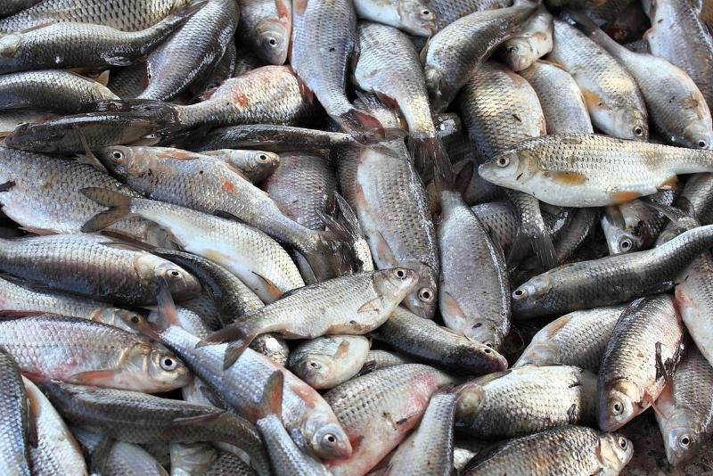 Астраханская полиция обнаружила около 9 тонн немаркированной рыбы в центре города