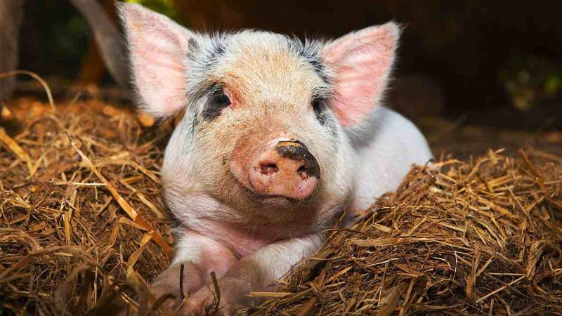 В Ахтубинском районе Астраханской области выявлен очаг африканской чумы свиней