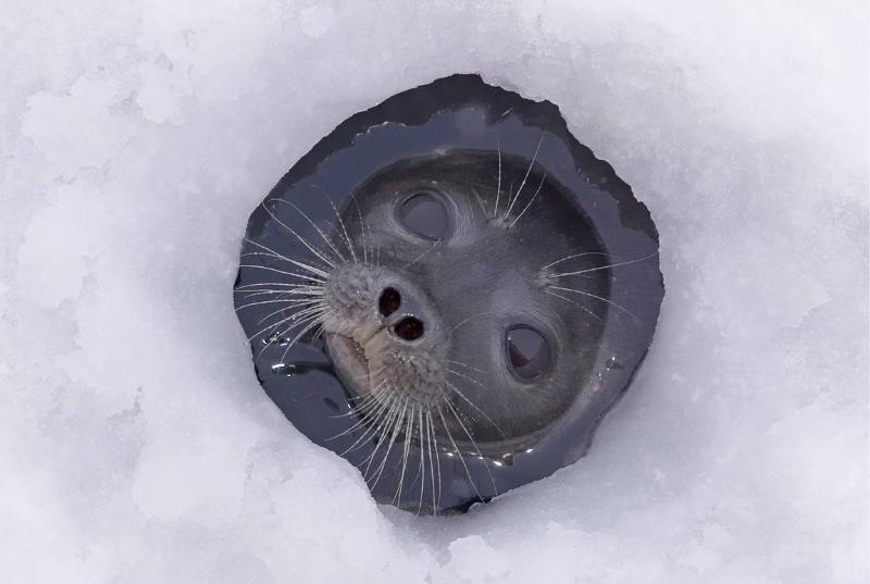 24 года назад в астраханском Лебедином озере побывал настоящий тюлень
