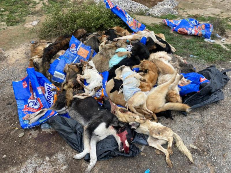 В Астрахани фура привезла на скотомогильник мертвых собак с выколотыми глазами