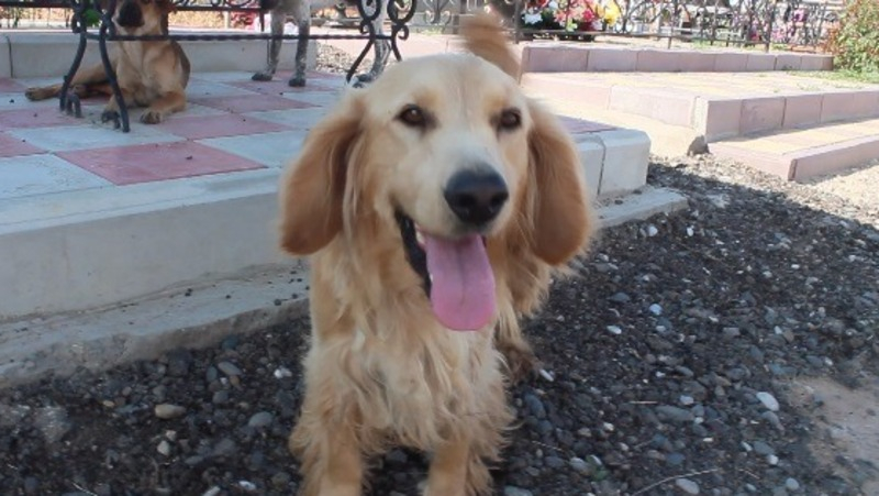 Жители села в Астраханской области вывозят собак на кладбище