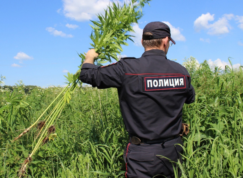 В 2022 году свыше 750 гектаров запрещенных растений уничтожили в Астраханской области
