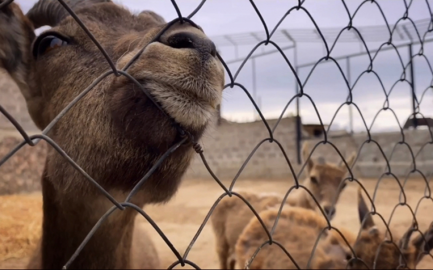 Астраханский зоопарк «Баба Фрося» ждёт гостей 