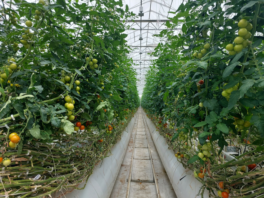 Жители дальних регионов теперь едят томаты из Астраханской области