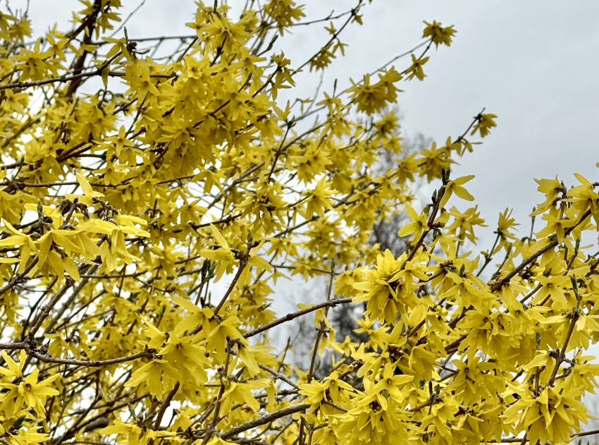 Астраханцев ожидает теплая, но дождливая неделя