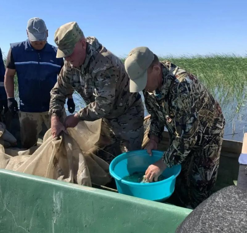 В Астраханской области выпустили огромное количество рыбы, которую можно будет ловить
