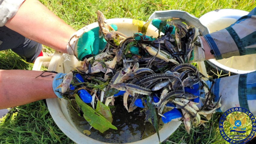 Пошли на рекорд: в реки Астраханской области выпустили огромное количество осетров и белуг