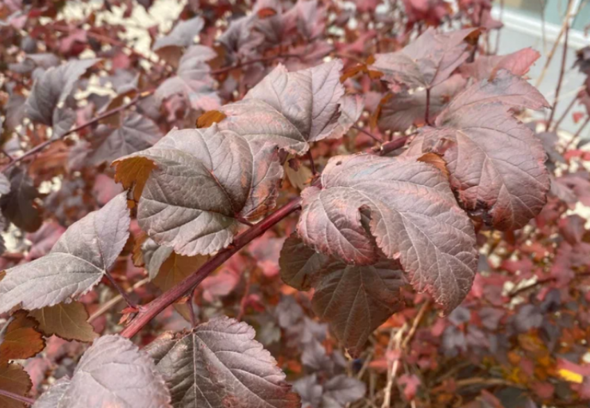 Стайки саранчи выбрали Астраханскую область для зимовки