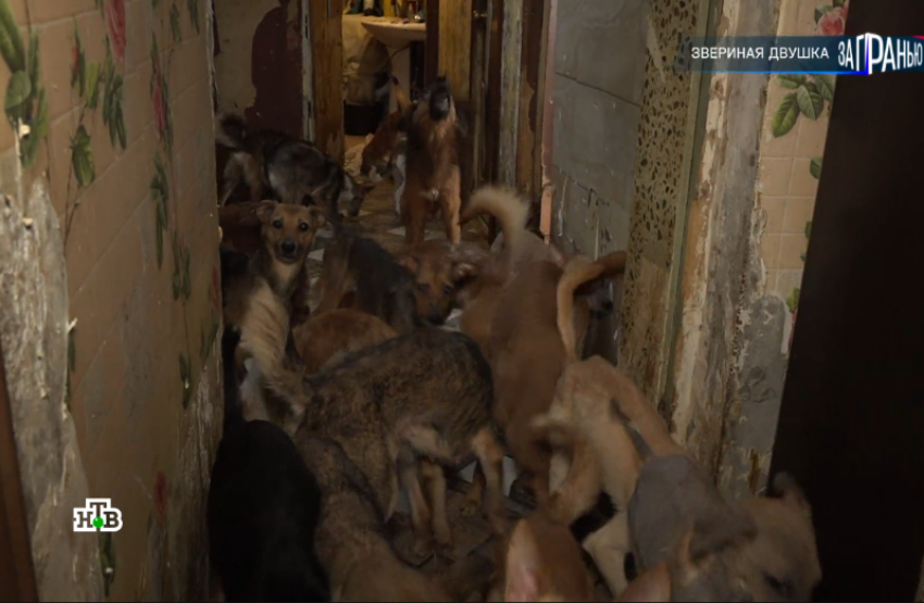 Астраханка держала в двухкомнатной квартире 40 собак и кошек