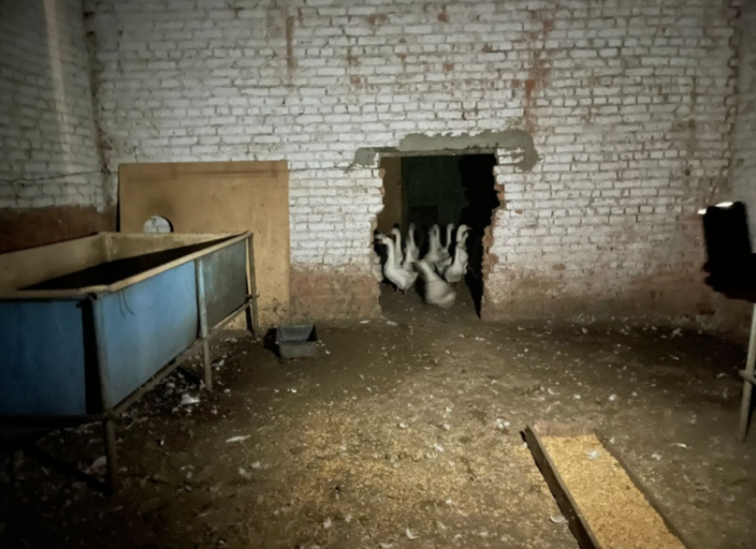 Под Астраханью из рыбопитомника похитили 75 дорогостоящих гусей