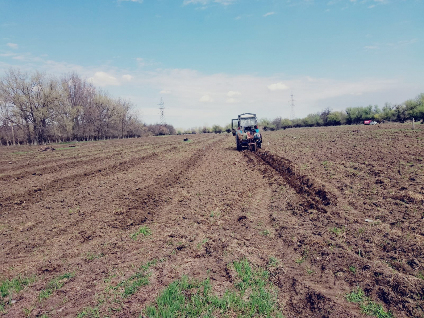 В Астраханской области высажено более 176 тысяч сеянцев лесных растений