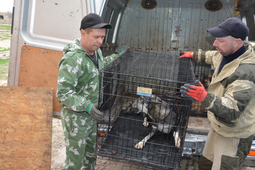 С начала года в Астрахани отловили около 4,5 тысяч собак