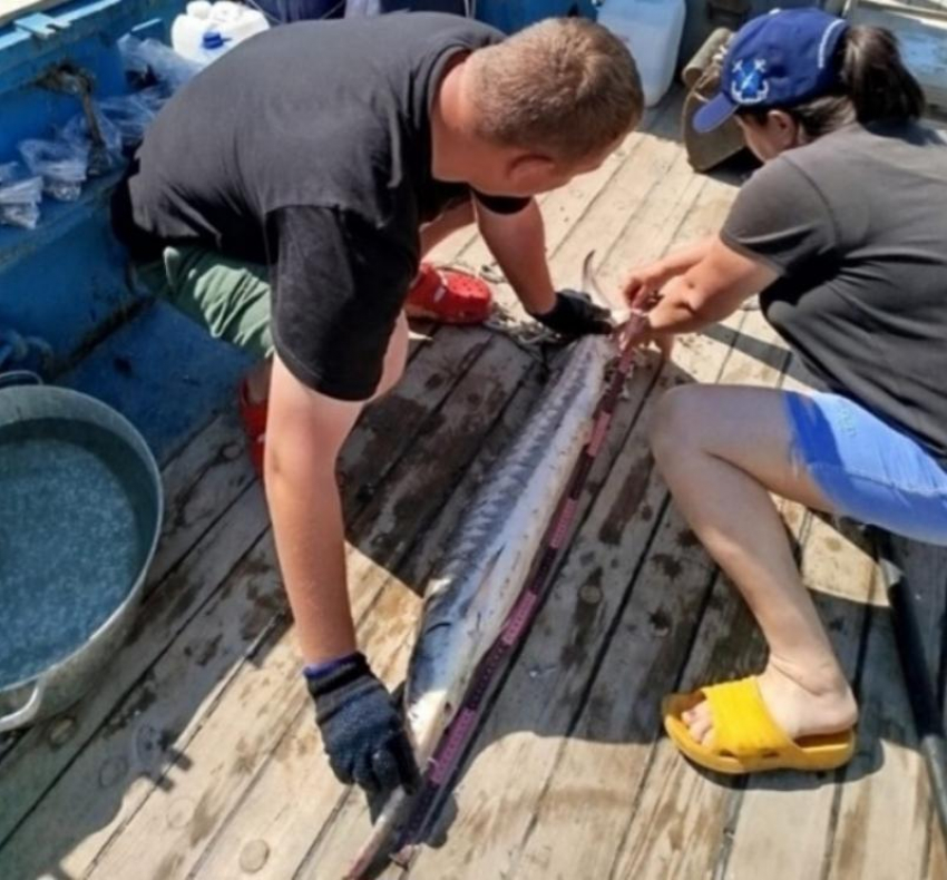 Ученые рассказали о запасах очень редких рыб в Астраханской области