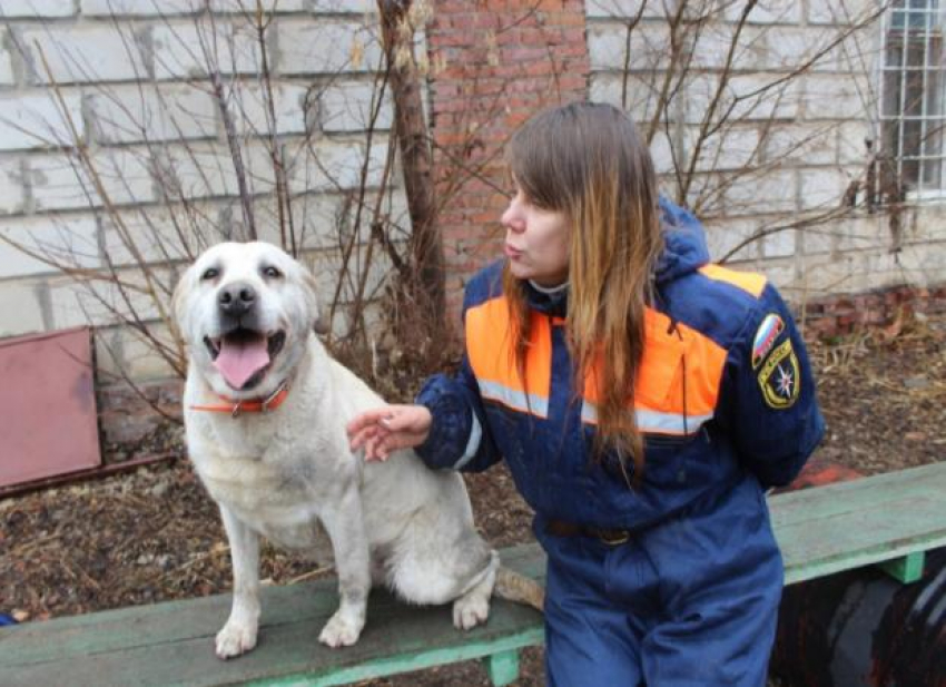 Собачья работа: как служат четвероногие спасатели в Астрахани 